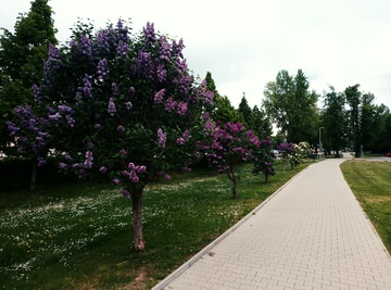 Sezemice